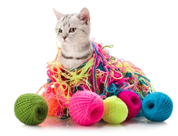 kitten.jpg
